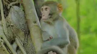 Pet and Animals || there properties || In hindi