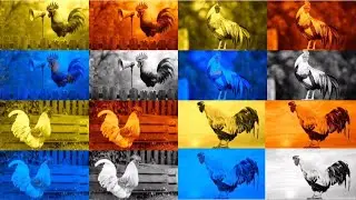 FUNNY ROOSTERS. MEGA BATTLE. COFFIN DANCE. EXE 4 COLORS 4 MUSIC