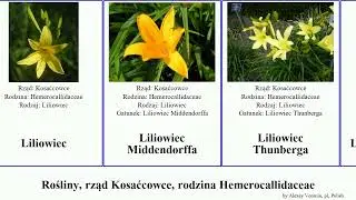 Rośliny, rząd Kosaćcowce, rodzina Hemerocallidaceae liliowiec plants aurantiaca Tęgosz Lives mocny