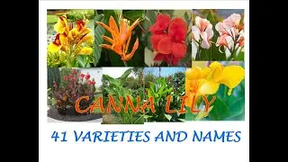 CANNA LILY 41 varieties and names