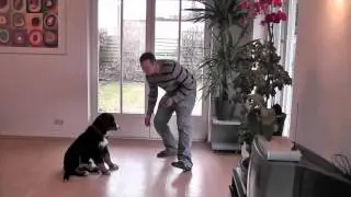Paul - Kommando Bleib (unter Ablenkung)