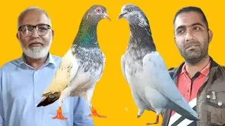 Ustad irfan of faisalabad ki chat se pigeons