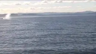 Dolphins and Whales