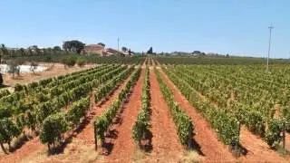 JAMESSUCKLING.COM - Amphora Wines - Azienda Agricola COS - Why Amphora?