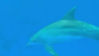 Dolphins Swimming Underwater & Alongside Boats With Relaxing Music