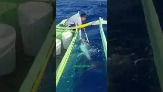 Big tuna mga master fish on 