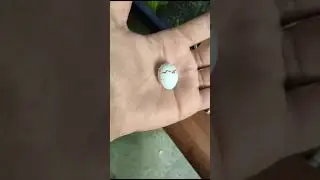 Masha ALLAH 🥰 love birds baby hatching 🐣 live must watch