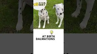 🐾 Did You Know Dalmatians Are Born White?