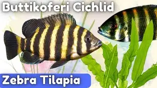 Zebra Tilapia Care for Beginners: Easy and Essential Tips (Tilapia Buttikoferi)