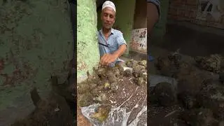 UNIQUE  Spiny Water Fruit - Fox Nut - Makhana of Bangladesh #shorts