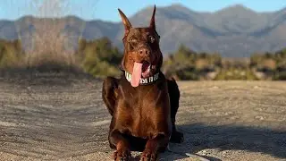 BEST OF DOBERMAN | THE SUPER INTELLIGENT DOG - PT-2