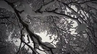 Bosque nevado en Ushuaia