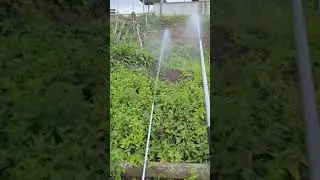 Ready Stick Sprayer Asli Thailand Hub 08111707860