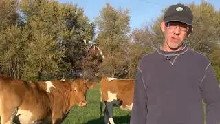 All Grass Farm web promo