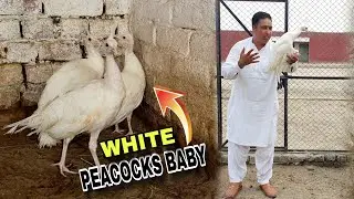 Farm Me White Peacocks Chick's Lay Ahy|Ostrich Farm Sheikhupura|
