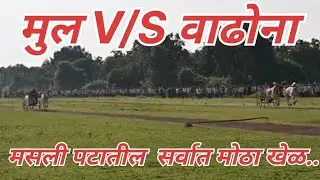 Masli Pat. Child V/S Growth. Big game in masli fold #masli #pt #maslipt #bailgada #bailgada 