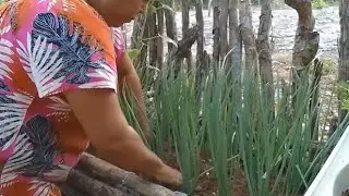 Adubação e limpeza na cebolinha #vidanaroça #nordeste #hortaliças 