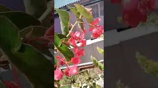 TREE BEGONIA #U,Tiew JAJEW #eastkhasihillsdistrict #shillong #meghalaya