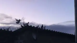 #Pigeons.Сколько живут голуби. 