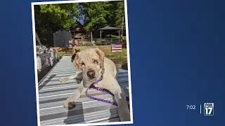 Before It's Too Late: Helping Ronan check items off his Doggie Bucket List