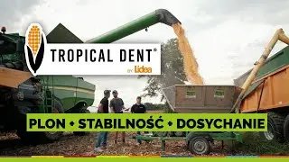 Tropical Dent: Genetyka Kukurydzy na Wysoki Plon i Stabilność