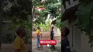 Wa Madek & Wa Cici ribut Urusan Mangga