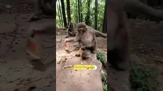 Never Stop Your Smile 😁😁😁😁 #monkey #comedy #odia