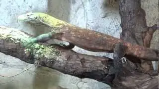 Komodo Dragons at Durrell Conservation Centre in Jersey