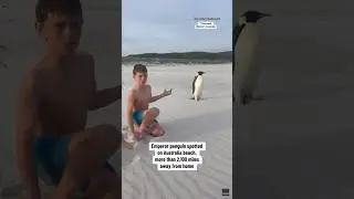 Emperor penguin spotted on Australian beach #shorts