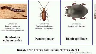 Insekt, orde kevers, familie vuurkevers, deel 1 gewone insect grote stephani solani dorsalis Cis