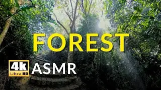 4K Morning Forest ASMR | Birds Singing & Sun Rays for Deep Sleep/Study | Nature Sounds