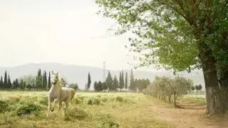 The Majestic Andalusian Horse  Nature's Masterpiece #AndalusianHorse  #Equestrian #HorseLovers