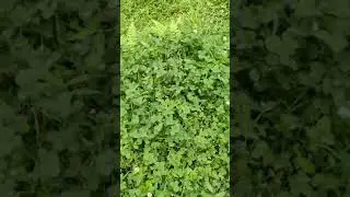 lucky leaf 🍀🍀🍀
