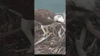 Big fish 🐟 for osprey chicks #ospreynest #osprey #birds #nature #fish #ospreys #feeding #shorts