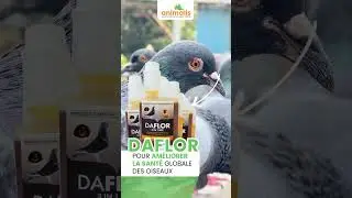Daflor