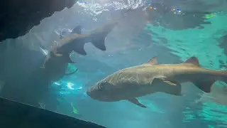 Ripley's Aquarium of the Smokies- quick glance