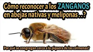 🤓 Cómo reconocer a los zánganos en abejas meliponas? ¿Por qué se agrupan? 🤔