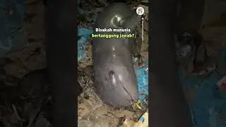 PESUT LANGKA DITEMUKAN MATI DITENGAH TUMPUKAN SAMPAH 😱😱 #short #hewan #laut #sampah #indonesia