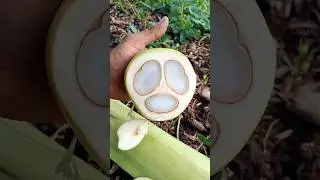 tal.fruit.cutting.shorts.video#satisfying