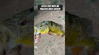 CATCH FISH WITH ME‼️🔥 #viralreels #peacockbass #miamifishing #miami #fishing #fishinglife #carp