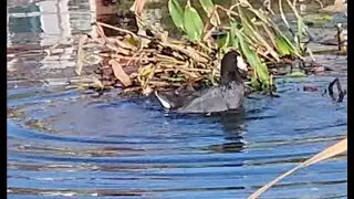 A Crazy Coot Repeatedly Dunking Itself