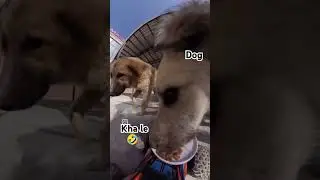 kutta h tu kutta #travel #dog #rogs #funny #funnyshorts