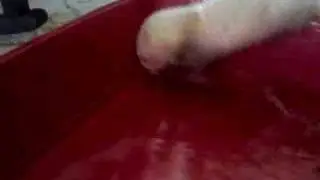 Ferret in Water