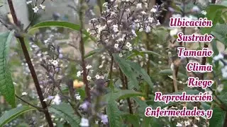 Cedron como cuidarla reproducirla regarla