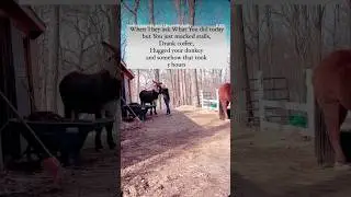 It was likely the donkeys fault 🤣🫏