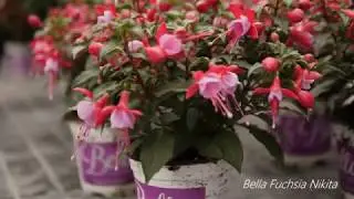 Bella Fuchsia Nikita - Garden plant with Flowers all Summer long!