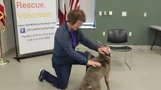 Teach Your Dog To Not Jump With Positive Reinforcement