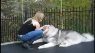 My dog Loki & I