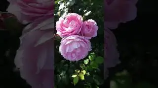 Роза Scepter'd Isle #розы #бодровцветовод #розывсаду #davidaustinroses #английскиерозы
