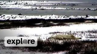 Polar Bear Migration - 